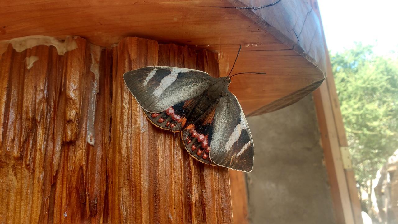 Biosfera Lodge Olmué المظهر الخارجي الصورة